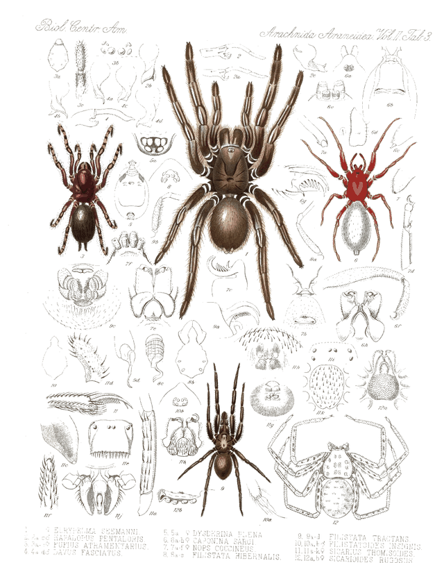 Victorian arachnid engraving, card 1