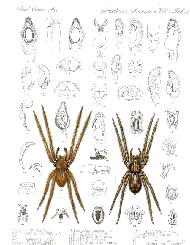Victorian arachnid engraving, card 2