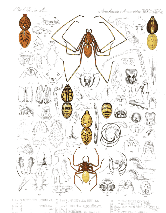 Victorian arachnid engraving, card 3