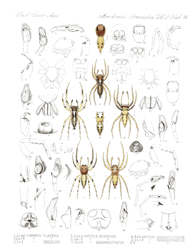 Victorian arachnid engraving, card 4