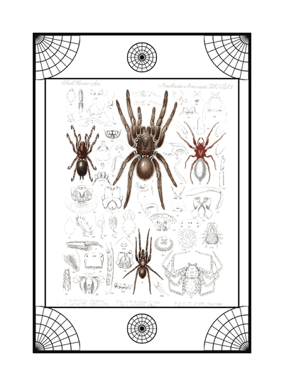 The Spider card