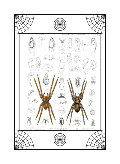 Spider card, specimen engraving 2