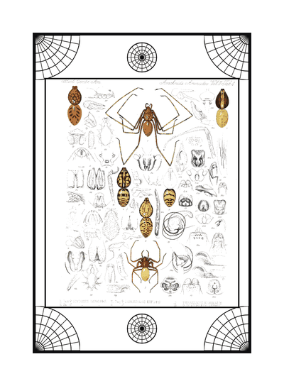 Spider card, specimen engraving 3