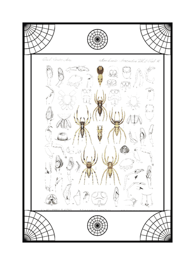Spider card, specimen engraving 4