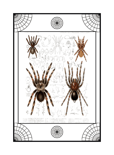 Spider card, specimen engraving 5