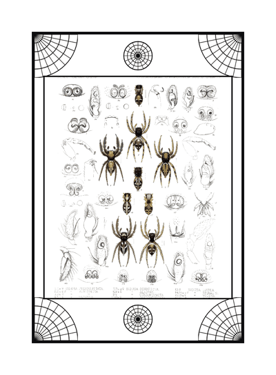Spider card, specimen engraving 6