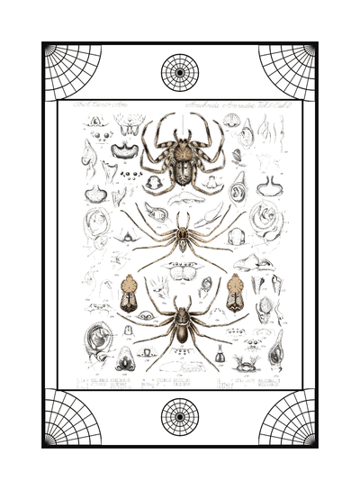 Spider card, specimen engraving 7