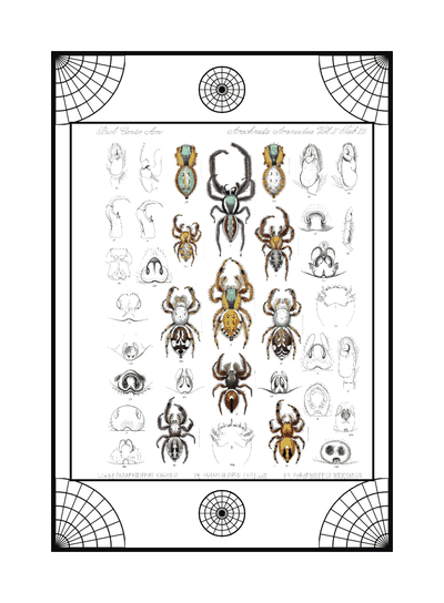 Spider card, specimen engraving 8